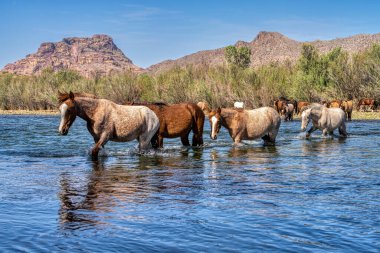 Tonto Ulusal Ormanı 'ndaki Tuz Nehri Vahşi Atları Phoenix, Arizona yakınlarında..