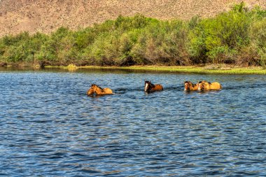 Tonto Ulusal Ormanı 'ndaki Tuz Nehri Vahşi Atları Phoenix, Arizona yakınlarında..