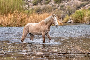 Tonto Ulusal Ormanı 'ndaki Tuz Nehri Vahşi Atları Phoenix, Arizona yakınlarında..