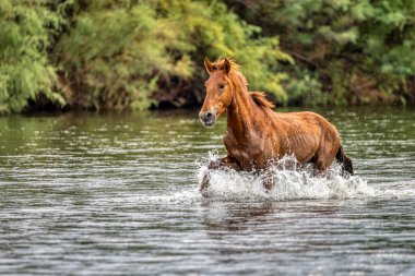 Tonto Ulusal Ormanı 'ndaki Tuz Nehri Vahşi Atları Phoenix, Arizona yakınlarında..