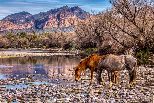 Salt River Wild Horses in Tonto National Forest near Phoenix, Arizona.
