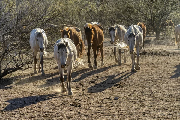 Salt River Wild Horses Tonto National Forest Perto Phoenix Arizona — Fotografia de Stock