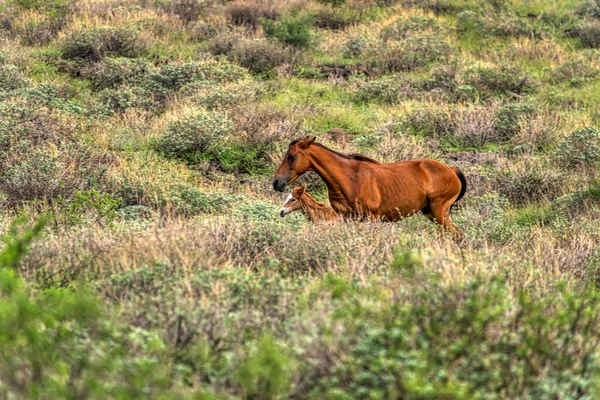 Salt River Vilda Hästar Tonto National Forest Nära Phoenix Arizona — Stockfoto