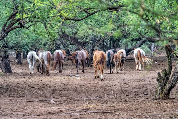 Salt River Wild Horses Tonto National Forest Perto Phoenix Arizona — Fotografia de Stock