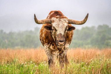 exas Longhorn Oklahoma 'daki Wichita Dağları' nda