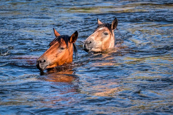 Salt River Wild Horses Tonto National Forest Phoenix Arizona — Stock Photo, Image