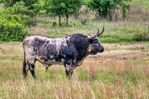 Exas Longhorn Nas Montanhas Wichita Oklahoma — Fotografia de Stock