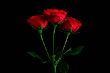 Artistic and dreamy flower close-up