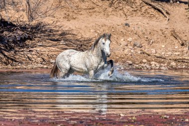 Tonto Ulusal Ormanı 'ndaki Tuz Nehri Vahşi Atları Phoenix, Arizona yakınlarında..