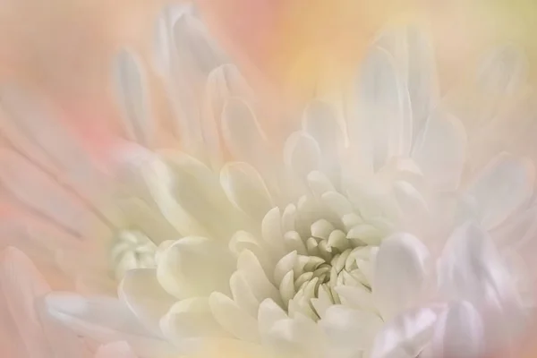 Artistic and dreamy flower close-up