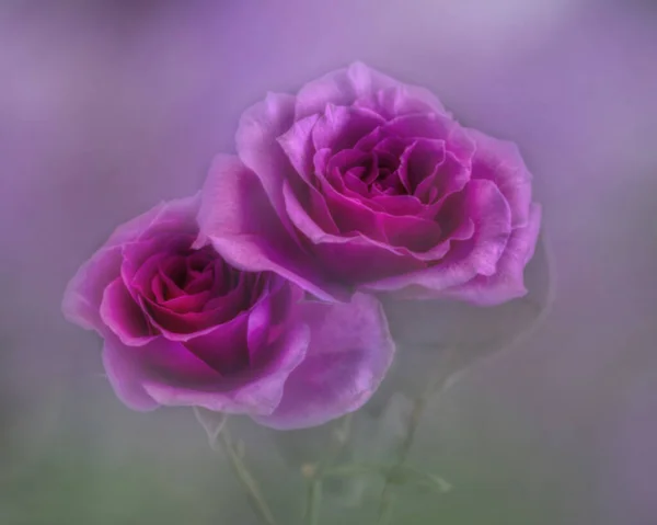 Artistic Dreamy Flower Close — Φωτογραφία Αρχείου