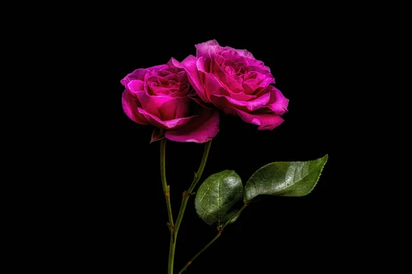 Artistic and dreamy flower close-up