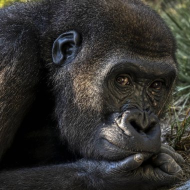 Gorilla resting in the San Diego Zoo in California