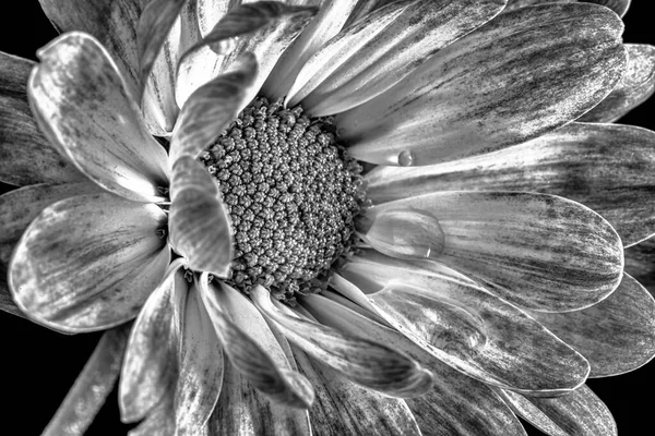 Artistic and dreamy flower close-up