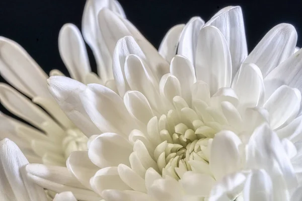 Artistic and dreamy flower close-up
