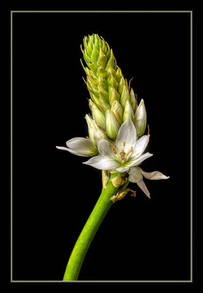 Artistic and dreamy flower close-up