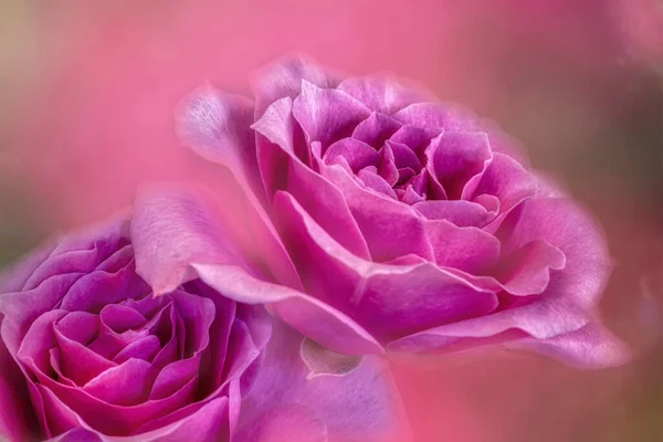 Artistic and dreamy flower close-up