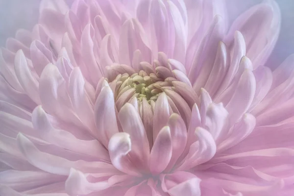 Artistic and dreamy flower close-up