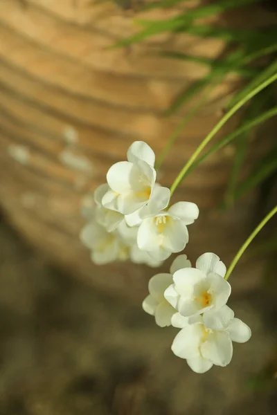 White Freesia Flowers Thin Stems Selective Focus Blurry Terracotta Pot — Stock Photo, Image