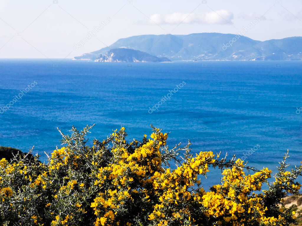 Idyllic landscape with yellow blossoms and blue sea bay. Spiny broom calicotome villosa cretica blooming