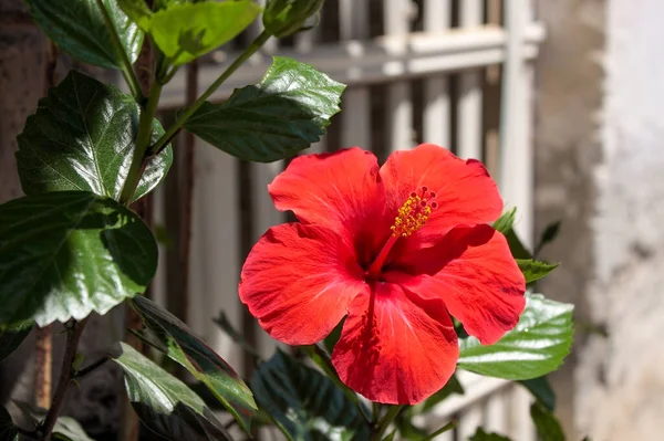 Bright Red Hibiscus Flower Green Leaves Unfocused Urban Background Mediterranean — Stock Photo, Image