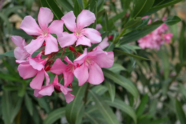 Pink Summer Oleander Flowers Green Leaves Soft Focus Background Mediterranean — Stock Photo, Image