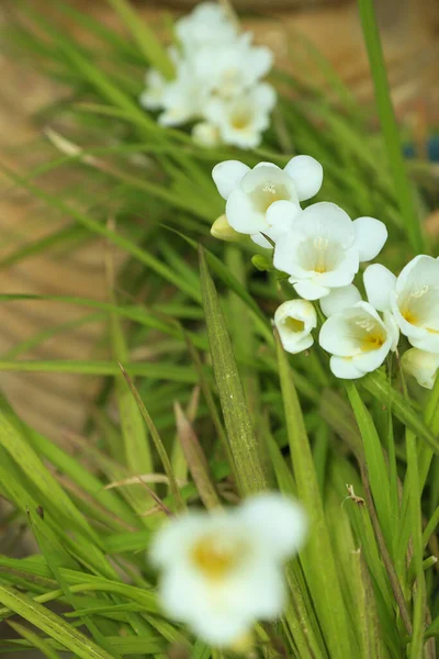 White Freesia Flowers Selective Focus Blurry Green Leaves Terracotta Pot — Stock Photo, Image
