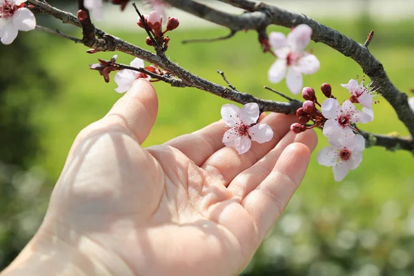 Mature Woman Hand Touching Cherry Blossom Blooming Cherry Tree Prunus — Stock Photo, Image