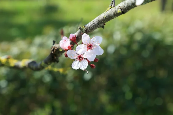 桜の木の開花緑の庭の背景に対して選択的に焦点を当てたプルナスCerasifera Pissadii枝 灰色の枝にピンクの繊細な花と芽 — ストック写真