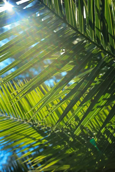 방사능에 야자나무 과푸른 하늘에 내리쬐는 야자나무 던지는 — 스톡 사진