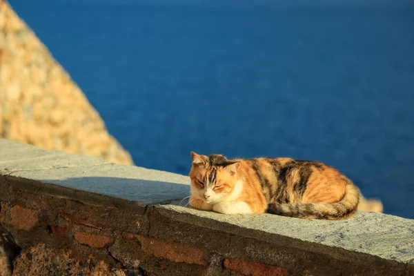 Niedliche Drei Farben Weiß Rot Braune Katze Liegt Auf Der — Stockfoto
