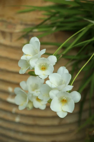 White Freesia Flowers Thin Stems Selective Focus Blurry Terracotta Pot — Stock Photo, Image