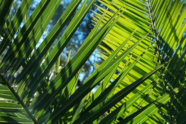 Oświetlone Liście Palmowe Promieniami Słońca Tle Błękitnego Nieba Słońce Rzuca — Zdjęcie stockowe