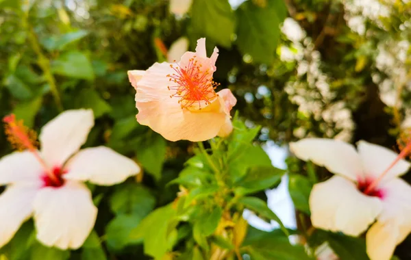 White Hibiscus Flower Bud Opening Delicate Pink Petals Unfolding Blurred — Stock Photo, Image