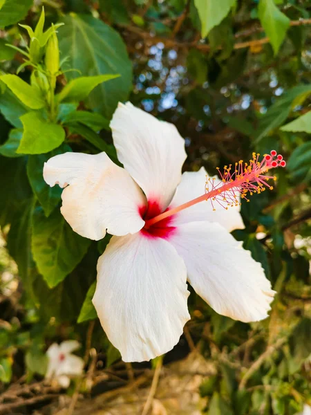 Big White Hibiscus Flower Bright Pink Fuchsia Center Blurred Green — Stock Photo, Image