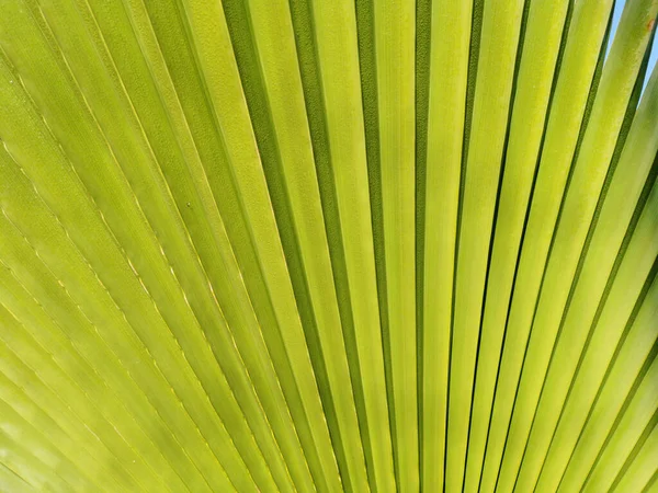Palm Frond Background Green Palm Leaf Closeup Blue Sky Bright — Stockfoto