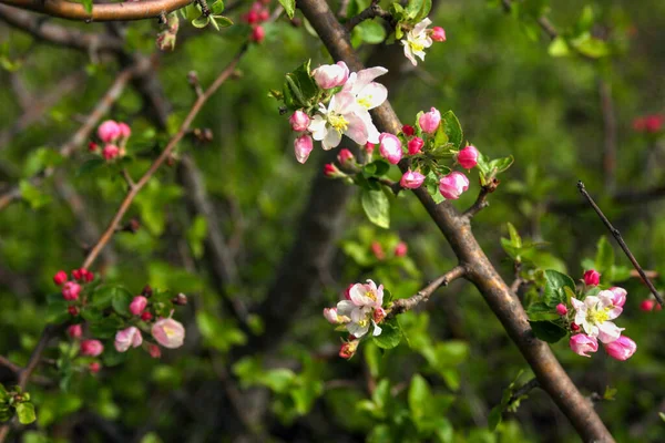 緑の葉がぼやけてピンク色の白い花をたくさん咲かせました リンゴ園の開花 茶色の枝にピンクの芽 春の情景のコンセプト — ストック写真