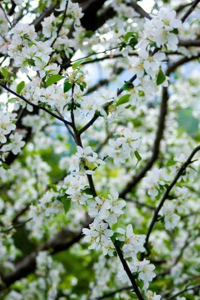 Weiße Blüten Zweigen Mit Kleinen Frischen Grünen Blättern Auf Verschwommenem — Stockfoto