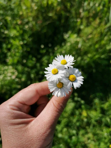 Daisy Flores Buquê Nos Dedos Fundo Grama Verde Desfocada Flores — Fotografia de Stock