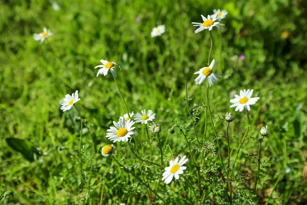 Wilde Gänseblümchen blühen auf der Wiese. Weiße Kamille auf grünem Grashintergrund. Gänseblümchen, Gänseblümchen, Ochsenblümchen, Leucanthemum vulgare, Gänseblümchen, Dox-eye. Gartenkonzept — Stockfoto