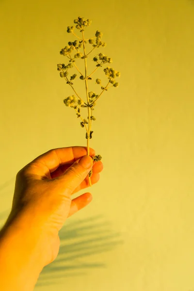 Hand holding minimal dry oregano plant on blurred yellow stucco wall close up in sunset light, selective focus. Dry herb plant in a womans hand