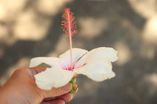 Donna Che Tiene Grande Fiore Bianco Ibisco Con Centro Fucsia — Foto Stock