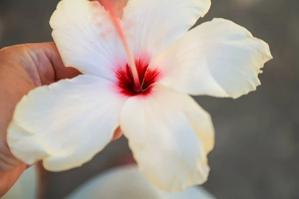 Big White Hibiscus Flower Bright Pink Fuchsia Center Womans Hand — Photo