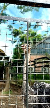 An Ostrich In A Cage