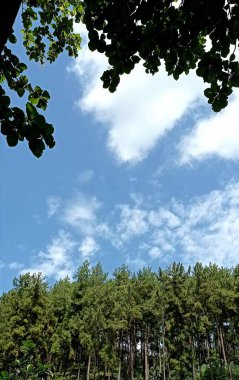 View of Dense Forest