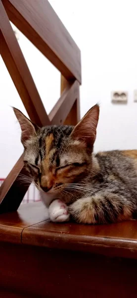 Kitten Sleeping Chair — Stock Fotó