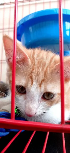 Brown Kitten Cage — Stockfoto