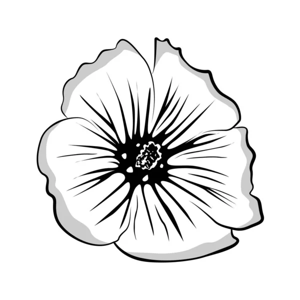 Bosquejo flor de malva, flor de malva dibujada a mano. Blanco y negro, delinea a Malva. Malva ilustración para usted diseño. — Vector de stock