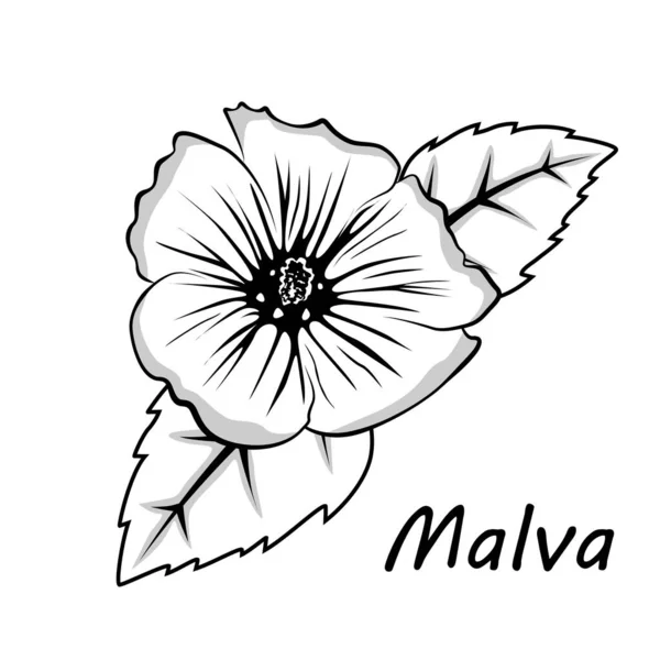 Bosquejo flor de malva, flor de malva dibujada a mano. Blanco y negro, delinea a Malva. Malva ilustración para usted diseño. — Vector de stock
