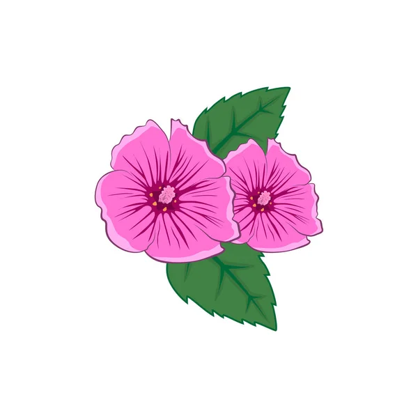 Colour illustration malva flower, malva with leaves. Malva illustration for you design. — Stock Vector